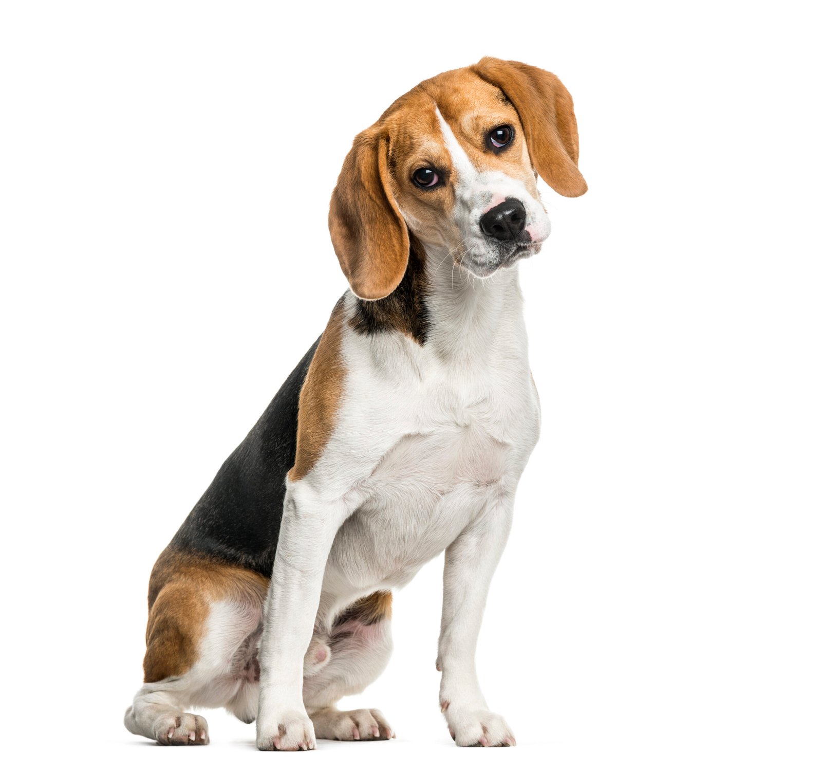 Beagle puppy care guide