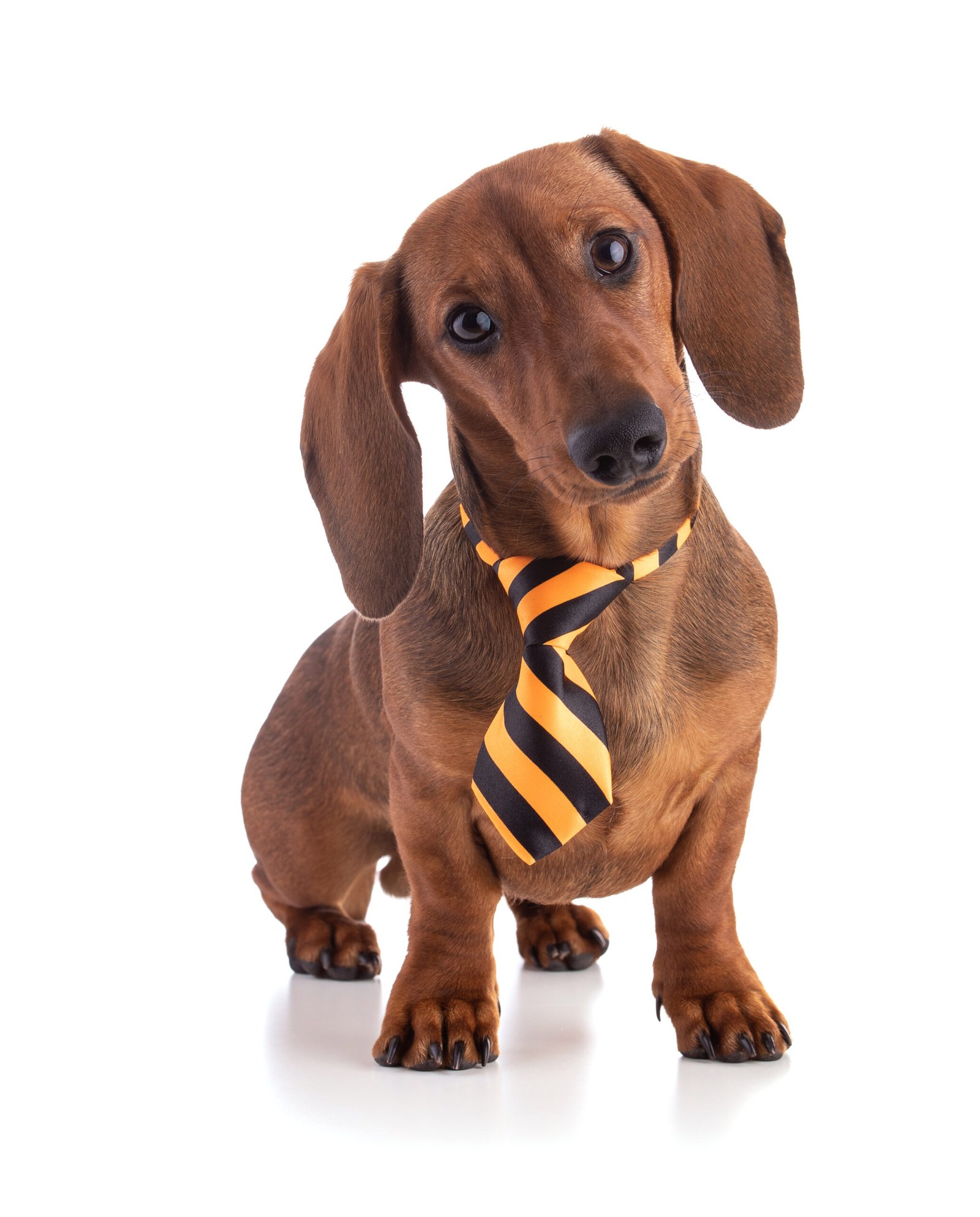 Dachshund puppy care guide