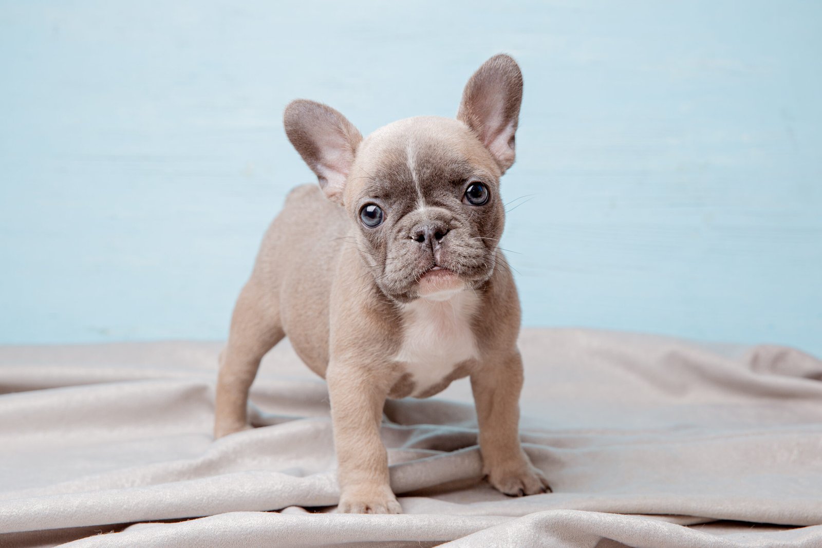 french bulldog puppy stands on a blue background