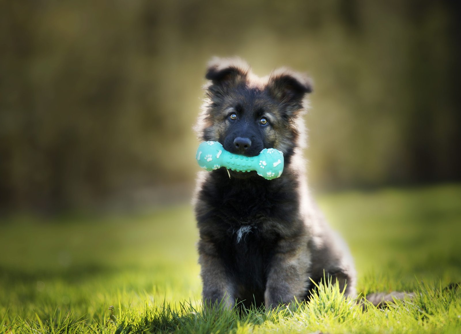 Unveiling the Origins and Traits of German Shepherd Puppies