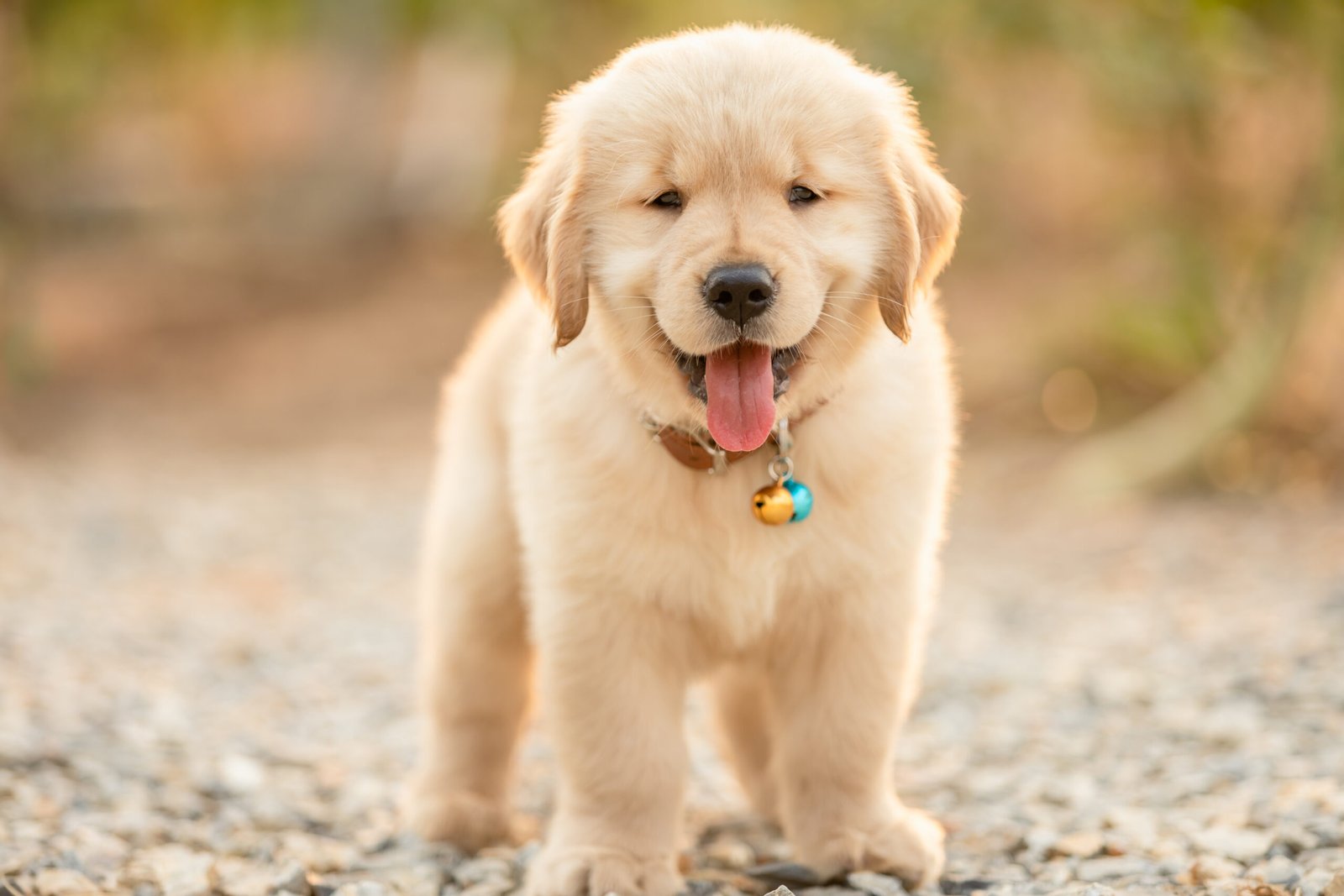 10 Essential Supplies for New Golden Retriever Puppy Parents