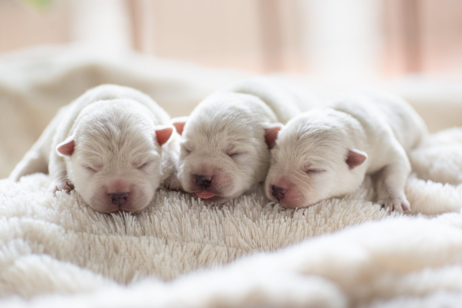 The Magical Moment: When Do Puppies Open Their Eyes